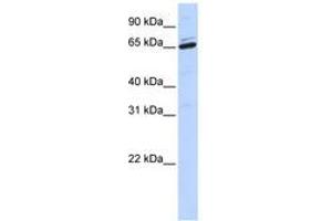 Image no. 1 for anti-Arylsulfatase H (ARSH) (AA 252-301) antibody (ABIN6740891) (Arylsulfatase H Antikörper  (AA 252-301))
