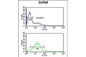 PLB-T17 Antibody (ABIN653840 and ABIN2843104) flow cytometric analysis of Jurkat cells (bottom histogram) compared to a negative control cell (top histogram). (PLB-T17 (AA 1-30) Antikörper)