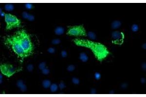 Image no. 5 for anti-Carboxypeptidase A1 (Pancreatic) (CPA1) antibody (ABIN1497589) (CPA1 Antikörper)