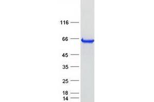 Validation with Western Blot (BCMO1 Protein (Myc-DYKDDDDK Tag))