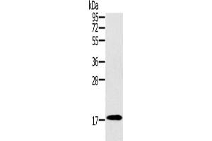 Western Blotting (WB) image for anti-Ring Finger Protein 122 (RNF122) antibody (ABIN2427081) (RNF122 Antikörper)