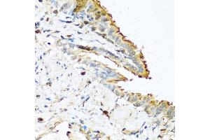 Immunohistochemistry (IHC) image for anti-Ribonuclease, RNase A Family, 13 (Non-Active) (RNASE13) (AA 1-156) antibody (ABIN3021366)