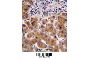 PSORS1C1 Antibody immunohistochemistry analysis in formalin fixed and paraffin embedded human liver tissue followed by peroxidase conjugation of the secondary antibody and DAB staining. (PSORS1C1 Antikörper  (N-Term))