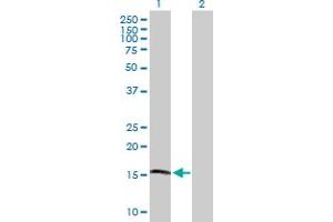 Western Blot analysis of APOL4 expression in transfected 293T cell line by APOL4 MaxPab polyclonal antibody. (Apolipoprotein L 4 Antikörper  (AA 1-107))
