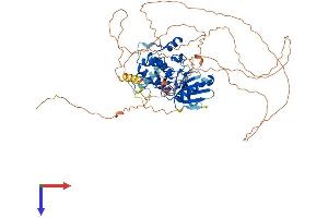 NUAK1 Protein (AA 1-661) (His tag)