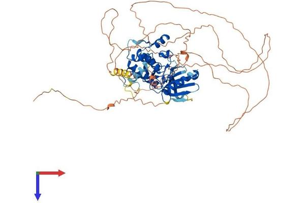 NUAK1 Protein (AA 1-661) (His tag)