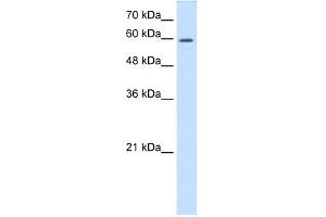 WB Suggested Anti-CRMP1 Antibody Titration:  0. (CRMP1 Antikörper  (C-Term))