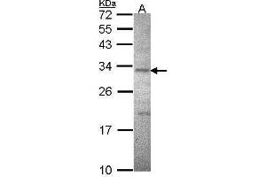 WB Image Sample (30 ug of whole cell lysate) A: Hela 12% SDS PAGE ATPase beta3(Na+/K+) antibody antibody diluted at 1:1000 (ATPase Beta3 (Center) Antikörper)