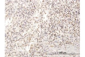 Immunoperoxidase of purified MaxPab antibody to SP100 on formalin-fixed paraffin-embedded human spleen. (SP100 Antikörper  (AA 1-480))