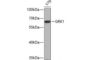 Western blot analysis of extracts of Y79 cells using GRK1 Polyclonal Antibody. (GRK1 Antikörper)