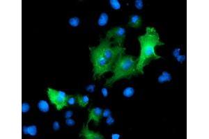 Immunofluorescence (IF) image for anti-Protein tyrosine Phosphatase, Non-Receptor Type 7 (PTPN7) antibody (ABIN1500501) (PTPN7 Antikörper)