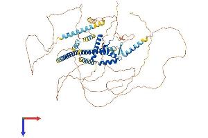SOX5 Protein (AA 1-763) (His tag)