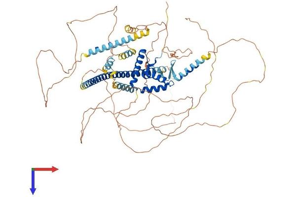 SOX5 Protein (AA 1-763) (His tag)