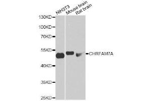 Western blot analysis of extracts of various cell lines, using CHRFAM7A antibody. (CHRFAM7A Antikörper  (AA 1-150))