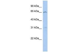 EFHA2 antibody used at 1 ug/ml to detect target protein. (EFHA2 Antikörper  (N-Term))