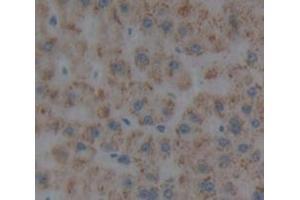 IHC-P analysis of Human Tissue, with DAB staining. (PROS1 Antikörper  (AA 301-476))