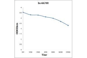 Antigen: 0. (KCNK3 Antikörper  (AA 51-150))