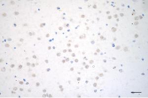 Immunohistochemistry was performed on paraffin-embedded mouse brain using cAMP responsive element binding protein 1 antibody (ABIN7797856), 1:200).