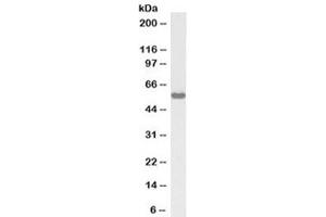 Western blot testing of rat testis lysate with biotinylated KPNA3 antibody at 1ug/ml. (KPNA3 Antikörper  (Biotin))