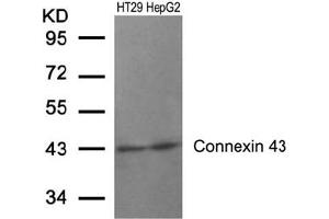 Image no. 1 for anti-Gap Junction Protein, alpha 1, 43kDa (GJA1) (AA 365-369) antibody (ABIN197507) (Connexin 43/GJA1 Antikörper  (AA 365-369))