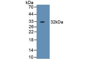 Detection of Recombinant HPR, Human using Monoclonal Antibody to Haptoglobin Related Protein (HPR) (HPR Antikörper  (AA 102-347))