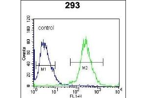 UCK2 Antibody (C-term) (ABIN391287 and ABIN2841329) flow cytometric analysis of 293 cells (right histogram) compared to a negative control cell (left histogram). (UCK2 Antikörper  (C-Term))