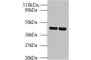 Western blot All lanes: Vasopressin V1b receptor antibody at 2 μg/mL Lane 1: EC109 whole cell lysate Lane 2: 293T whole cell lysate Secondary Goat polyclonal to rabbit IgG at 1/10000 dilution Predicted band size: 47 kDa Observed band size: 47 kDa (AVPR1B Antikörper  (AA 343-425))