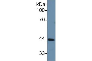 Western Blot; Sample: Rat Liver lysate; Primary Ab: 1µg/ml Rabbit Anti-Rat CBG Antibody Second Ab: 0. (SERPINA6 Antikörper  (AA 173-344))
