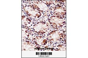 FXYD5 Antibody immunohistochemistry analysis in formalin fixed and paraffin embedded human rectum tissue followed by peroxidase conjugation of the secondary antibody and DAB staining. (FXYD5 Antikörper  (AA 71-100))