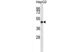 Western Blotting (WB) image for anti-Indian Hedgehog (IHH) antibody (ABIN2998360) (Indian Hedgehog Antikörper)