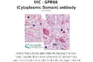Image no. 1 for anti-G Protein-Coupled Receptor 88 (GPR88) (1st Cytoplasmic Domain) antibody (ABIN1735188)