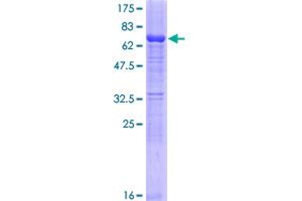 SERPINB10 Protein (AA 1-397) (GST tag)
