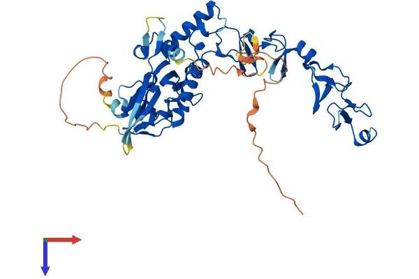 TES Protein (AA 1-423) (His tag)