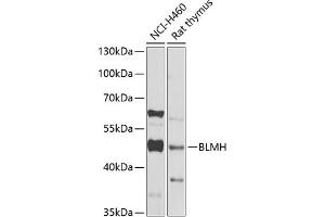 Western blot analysis of extracts of various cell lines, using BLMH Antibody (ABIN6127522, ABIN6137574, ABIN6137575 and ABIN6222197) at 1:1000 dilution. (BLMH Antikörper  (AA 1-300))
