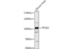 Western blot analysis of extracts of Mouse heart, using TPCN2 antibody (ABIN7271111) at 1:1000 dilution. (TPCN2 Antikörper  (AA 11-85))