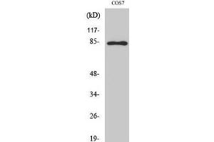 Western Blot analysis of COS-7 cells with Phospho-Stat1 (Tyr701) Polyclonal Antibody at dilution of 1:1000 (STAT1 Antikörper  (pTyr701))