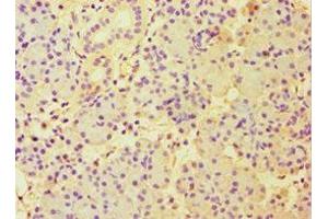 Immunohistochemistry of paraffin-embedded human pancreatic tissue using ABIN7151000 at dilution of 1:100 (CBLC Antikörper  (AA 245-474))