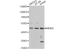 Western blot analysis of extracts of various cell lines, using MDM2 antibody (ABIN5970136) at 1/1000 dilution. (MDM2 Antikörper)