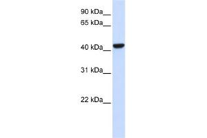 WB Suggested Anti-CTH Antibody Titration:  0. (CTH Antikörper  (N-Term))