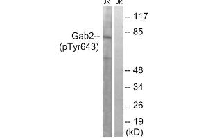 Western blot analysis of extracts from Jurkat cells, treated with IFN (2500U/ML, 30mins), using Gab2 (Phospho-Tyr643) antibody. (GAB2 Antikörper  (pTyr643))