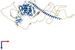 MAP3K11 Protein (AA 1-850) (His tag)