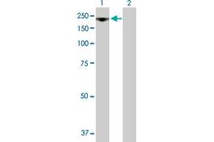 Western Blot analysis of RRP12 expression in transfected 293T cell line by RRP12 MaxPab polyclonal antibody.