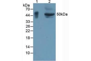 Figure. (GPA33 Antikörper  (AA 22-235))