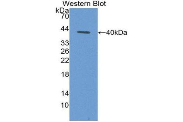 CCL4L1 Antikörper  (AA 24-92)