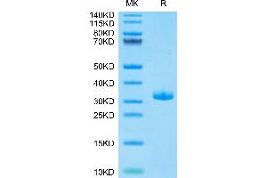 SDS-PAGE (SDS) image for Butyrophilin, Subfamily 3, Member A1 (BTN3A1) (AA 30-254) protein (His-Avi Tag,Biotin) (ABIN7274009)