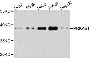 Western blot analysis of extracts of various cell lines, using PRKAB1 antibody (ABIN6291757) at 1:1000 dilution. (PRKAB1 Antikörper)