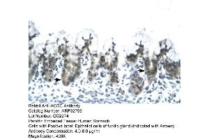 Human Stomach (ADIPOQ Antikörper  (N-Term))