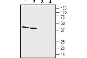 Western blot analysis of rat kidney lysates (lanes 1 and 3) and mouse kidney membranes (lanes 2 and 4): - 1,2. (GPR68 Antikörper  (Extracellular))