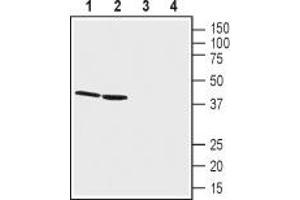 Western blot analysis of rat kidney lysates (lanes 1 and 3) and mouse kidney membranes (lanes 2 and 4): - 1,2.