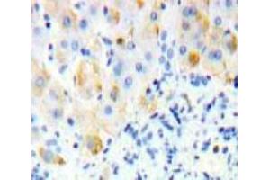 Used in DAB staining on fromalin fixed paraffin-embedded Liver tissue (SIGLEC12 Antikörper  (AA 27-141))